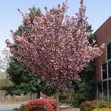 Kwanzan cherry could be the showiest of all the cherries! Kwanzan Cherry Trees For Sale Brighterblooms Com