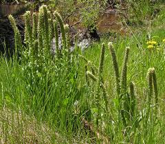 Image result for Bothriocline steetziana