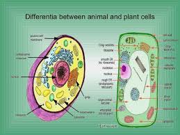Animal and plant cells structure. Cells Alive Bacterial Cell Worksheet Answer Key Worksheet List