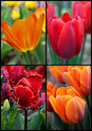 We did not find results for: Plant Seeds Bulbs 8 Tulips Red Revival Autumn Gardening Growing Spring Flower Bulb Corm Perennial Home Garden