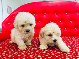 Satilik Toy Poodle Yavru Fiyat Ve Ilanlari Poodle Kopek