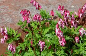 It's time for a new book on new england wildflowers. 14 Spring Blooming Native Plants For New England Gardens