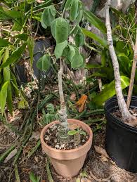 Image result for Adenia karibaensis