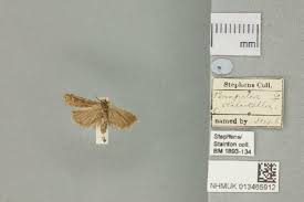 Image result for Delplanqueia inscriptella