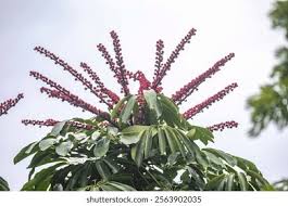 Image result for Salicornia pachystachya