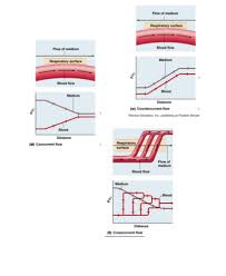 Comparing Gas Exchange In Non-Human Animals - Youtube