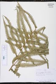 Image result for Amblovenatum opulentum