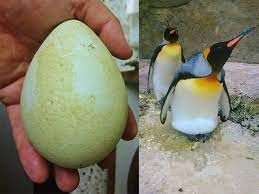 Pigeon eggs generally take about 18 days to hatch. Trio Of King Penguin Eggs Laid At Birdland Birdland Park Gardens