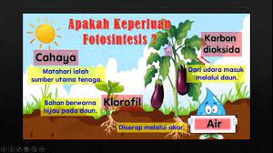 Hidupan menjalankan pelbagai proses hidup. Sains Tahun 4 Tajuk Proses Hidup Tumbuhan Youtube