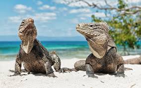 We have a massive amount of desktop and if you're looking for the best bearded dragon wallpaper then wallpapertag is the place to be. Two Bearded Dragon Near Seashore During Daytime Hd Wallpaper Wallpaper Flare