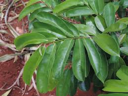 Image result for Annona muricata