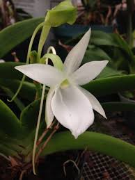 Image result for Angraecum