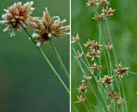 Image result for Bulbostylis schoenoides