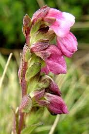 Image result for Hedbergia