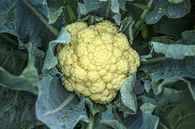 1.das muss ihm noch erklärt werden. Blumenkohl Anbauen Pflanzen Ernten Plantura