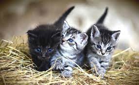 Vous recherchez un nom de chat sympa pour l'année 2019 que vous comptez adopter ou que vous venez d'accueillir ? Noms De Chat En S Annee 2021 Idees De Prenom Pour Chat