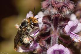 Image result for Lipotriche pungens