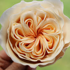 Juliet rose weekly 17 mon. Juliet David Austin Garden Gumpaste Sugar Rose