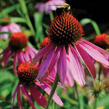 They are heat and drought resistant, easy to grow, bloom for months, make great. Coneflower Wi Native Echinacea Johnson S Gardens Cedarburg Wi