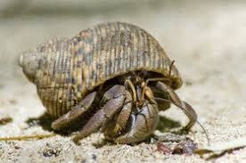 Why Do Hermit Crabs Live In Borrowed Shells Wonderopolis