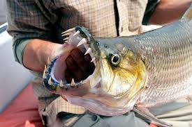 National Geographic Monster Fish Of The Amazon Monster Fishing River Monsters