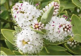 Image result for shrubby veronica hebe