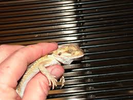 As per the report by dna, the patient who has been diagnosed with the yellow fungus is currently. Canv In Reptiles Reptiles Magazine
