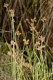 Image result for Fuirena pubescens