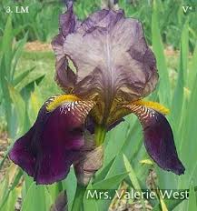 Mrs Valerie West Showy Flowers Memorial Garden Planting Flowers
