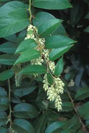 Image result for Loxodera bovonei