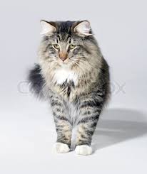 Norwegian forest cat colors range across the board. Tabby Norwegian Forest Cat Stock Image Colourbox
