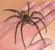 Aranha armadeira, aranha de macaco, aranha de bananeira. Aranha Armadeira Phoneutria Nigriventer Armadeira Aranha Artropodes