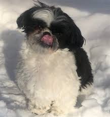 We did not find results for: Taking Care Of A Shih Tzu In The Winter