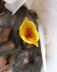 Raising Orphaned Wild Baby Birds
