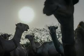 Tell us about any poorly behaved camels. Jmkbvek1mwvmrm