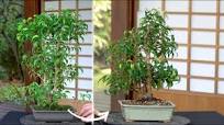 Making a Ficus Bonsai