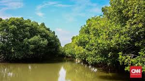 Negara ini masih sangat menggantungkan batu bara sebagai sumber energinya, terutama untuk pembangkit listrik. Bank Dunia Sumbang Rp5 58 T Ke Ri Untuk Pemulihan Mangrove