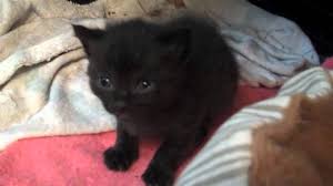 Additionally, babies just learning how to walk might not have the capacity to balance if it's the costume is overly bulky or does not fit properly. Newborn Black Kitten Close Up Youtube