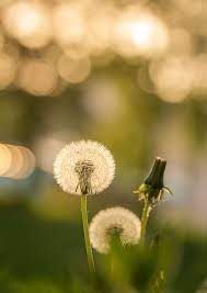 Flowers Dandelions Flower Aesthetic Dandelion Flower Flowers