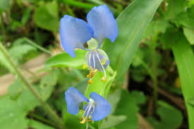 Image result for Commelina reptans