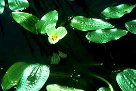 Image result for Ottelia ulvifolia