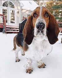 pin by gerry jelissen hendriks on basset hound basset hound bassett hound basset