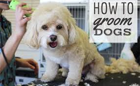 While our personalized mobile pet grooming of san antonio provides the safest environment from the spread of parasites or airborne illness, all canines need proof of immunization for any pet services, including mobile ones. How To Groom A Dog And Find The Best Dog Grooming Kit Pet Grooming Business Pet Grooming Bulldog Grooming