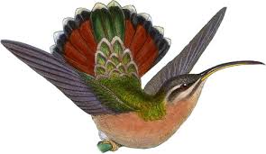 Image result for Glinus hirtus