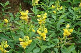 Image result for Crotalaria retusa L.