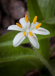 Image result for Hereroa glenensis