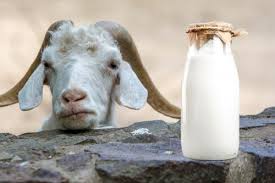 Check spelling or type a new query. Latte Di Capra Proprieta Vantaggi Rispetto Al Latte Vaccino