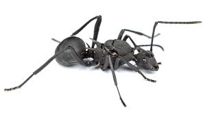 Image result for Oxyrhachis gracillima