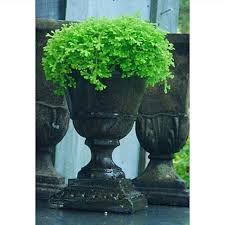 Image result for Selaginella kraussiana