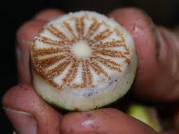 Image result for Bellucia